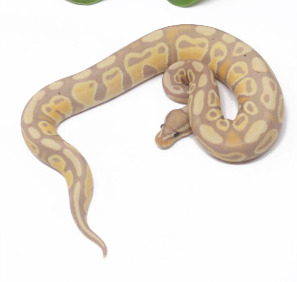 66-17c-Banana_2025_1-600x570 Ball Pythons and other Reptiles for sale