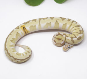 66-6b-Bamboo-Enchi-Spotnose_2025_1-300x273 66-6b Bamboo Enchi Spotnose_2025_1