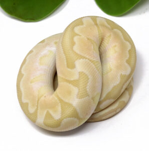 66-6c-Banana-Bamboo-Enchi_2025_1-297x300 66-6c Banana Bamboo Enchi_2025_1