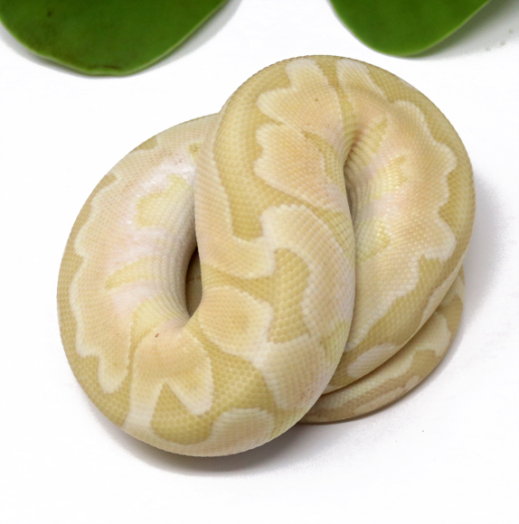 Banana Bamboo Enchi (Male)