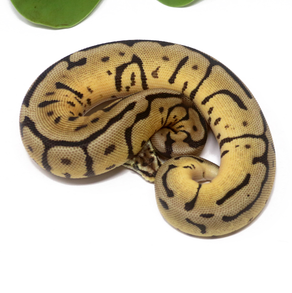 Leopard Bee (Female)