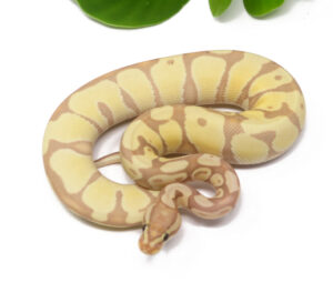 67-3A-Banana-Enchi_2025_1-300x273 67-3A Banana Enchi_2025_1
