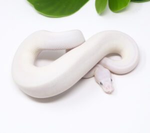 68-8A-Blue-Eye-Leucistic_2025_1-300x266 68-8A Blue Eye Leucistic_2025_1