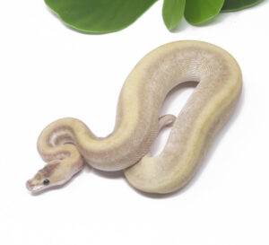 69-5C-GHI-Champagne_2025_1-300x273 69-5C GHI Champagne_2025_1