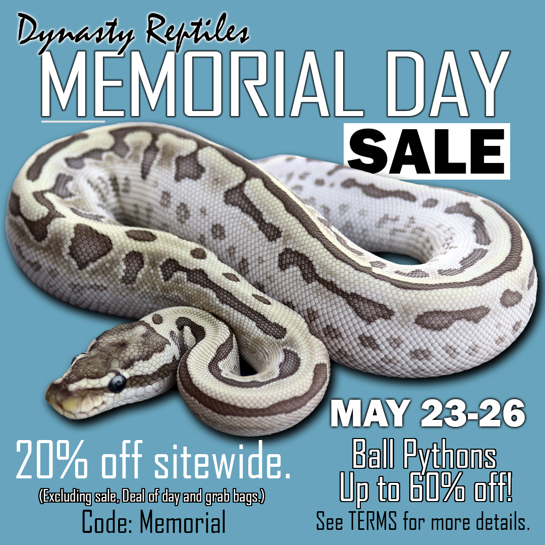 MemorialSale-2025 Ball Pythons and other Reptiles for sale