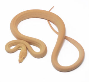 1-10C-Albino-Olive-Python_2024_1-300x277 1-10C Albino Olive Python_2024_1