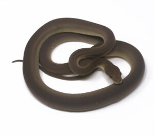 1-11C-Olive-Python-Het-Albino_2024_1-300x263 1-11C Olive Python Het Albino_2024_1