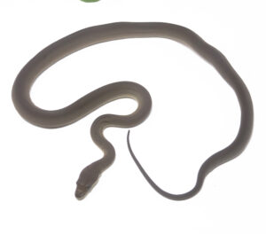 1-12A-Olive-Python-Het-Albino_2024_1-300x264 1-12A Olive Python Het Albino_2024_1