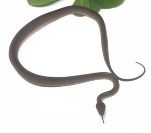 1-13A-Olive-Python-Het-Albino_2024_1-300x264 1-13A Olive Python Het Albino_2024_1