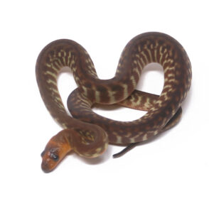 1-14A-Woma-Python_2024_1-294x300 1-14A Woma Python_2024_1