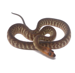1-14B-Woma-Python_2024_1-300x294 1-14B Woma Python_2024_1