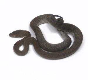 1-2A-Macklots-Python_2024_1-300x272 1-2A Macklot's Python_2024_1