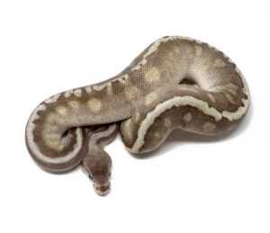 N67-1B-GHI-HGW-Mojave-Spotnose-Pastel-Calico_2024_1-300x259 N67-1B GHI HGW Mojave Spotnose Pastel Calico_2024_1