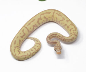 N67-2B-Banana-Leopard-Spotnose-Enchi_2024_1-300x253 N67-2B Banana Leopard Spotnose Enchi_2024_1