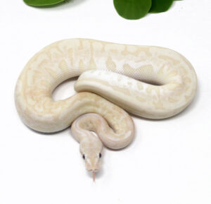 N67-2C-Bamboo-Bel-Leopard-combo_2024_1-300x289 N67-2C Bamboo Bel Leopard combo_2024_1