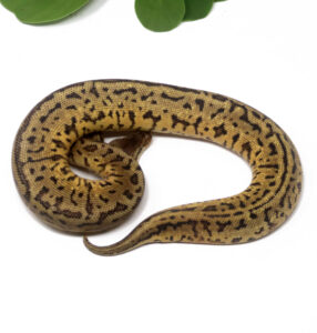 N67-3B-Leopard-Spotnose-Lemonblast_2024_1-286x300 N67-3B Leopard Spotnose Lemonblast_2024_1