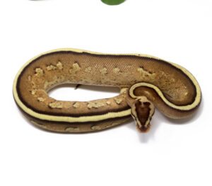 N67-5A-Super-Stripe_2024_1-300x263 N67-5A Super Stripe_2024_1