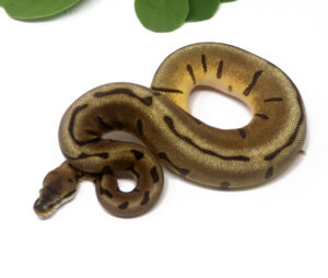 N67-5B-Leopard-Stinger-Bee_2024_1-300x254 N67-5B Leopard Stinger Bee_2024_1