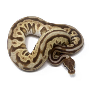 N67-6A-Leopard-Spotnose-Moochie-Cinnamon_2024_1-300x295 N67-6A Leopard Spotnose Moochie Cinnamon_2024_1