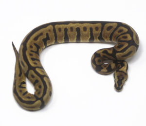 N67-6C-Leopard-Spotnose-blackhead_2024_1-300x259 N67-6C Leopard Spotnose blackhead_2024_1