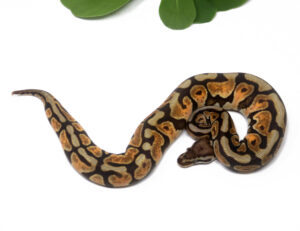 N67-7B-Enchi-Cinnamon-Spotnose_2024_1-300x231 N67-7B Enchi Cinnamon Spotnose_2024_1