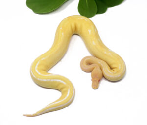 N67-7C-Albino-Champagne_2024_1-300x257 N67-7C Albino Champagne_2024_1