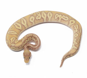 N67-9A-Banana-Blackhead-HGW-YB_2024_1-300x270 N67-9A Banana Blackhead HGW YB_2024_1