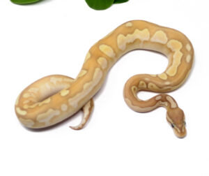N67-9C-Banana-Blackhead-Enchi-Butter_2024_1-300x252 N67-9C Banana Blackhead Enchi Butter_2024_1