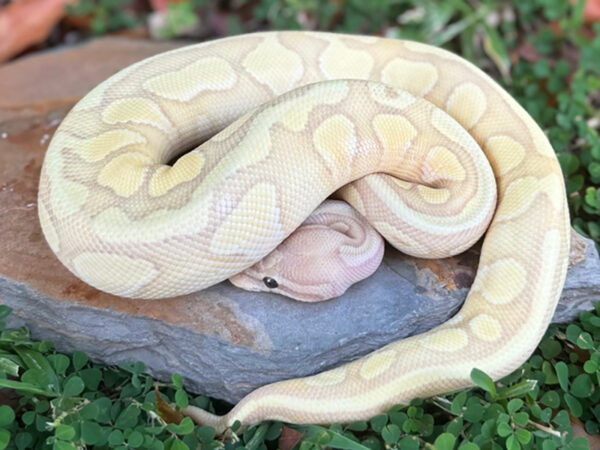 Banana Enchi Butter (Male)
