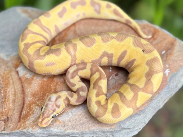 68-4b-600x450 Ball Pythons and other Reptiles for sale