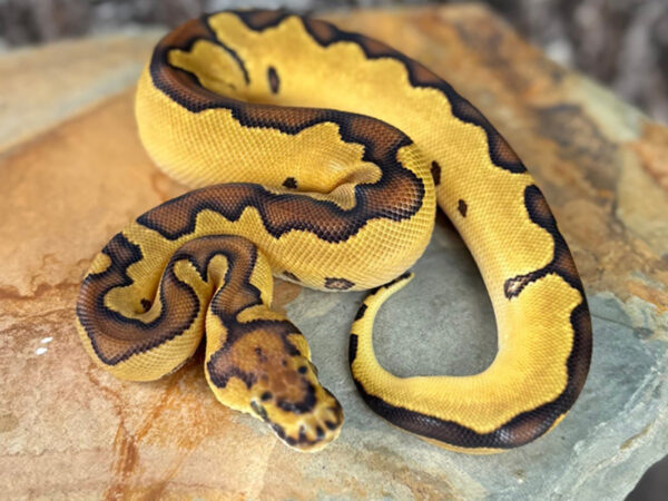 Clown Enchi (Female)