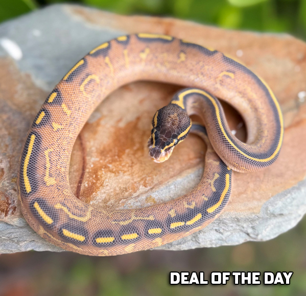 ws-11a Ball Pythons and other Reptiles for sale