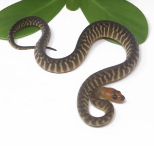 1-13B-Woma-Python_2024_1-300x285 1-13B Woma Python_2024_1