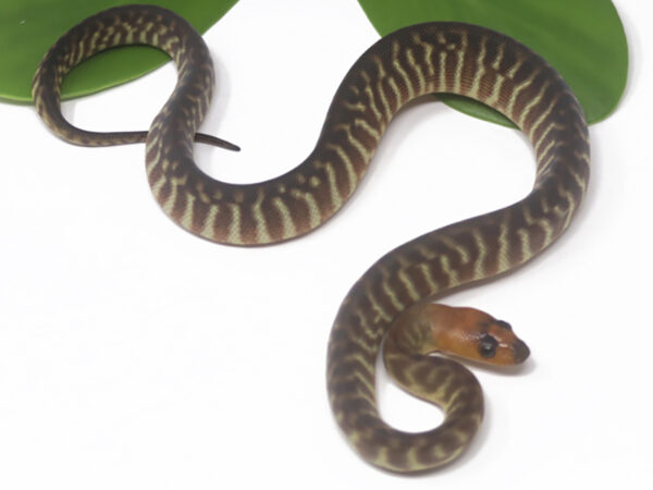 Woma Python (Male)