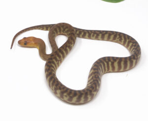 1-16A-Woma-Python_2024_1-300x246 1-16A Woma Python_2024_1