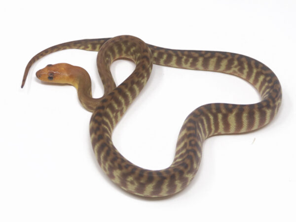 Woma Python (Female)