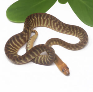 1-16B-Woma-Python_2024_1-300x296 1-16B Woma Python_2024_1
