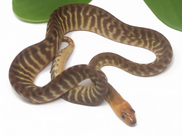 Woma Python (Female)