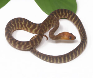 1-16C-Woma-Python_2024_1-300x252 1-16C Woma Python_2024_1