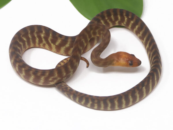 Woma Python (Male)