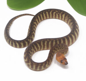 1-17A-Woma-Python_2024_1-300x285 1-17A Woma Python_2024_1