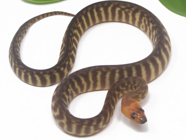 Woma Python (Male)