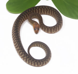 1-17B-Woma-Python_2024_1-300x283 1-17B Woma Python_2024_1