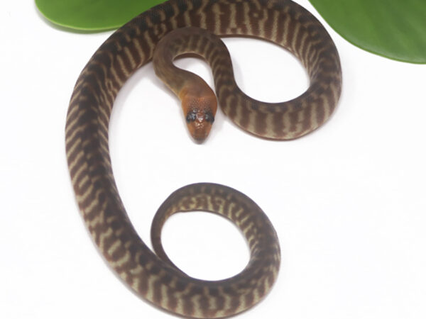 Woma Python (Male)
