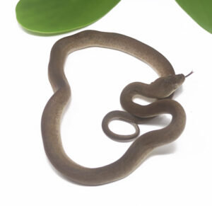 1-1A-Macklots-Python_2024_1-300x291 1-1A Macklot's Python_2024_1