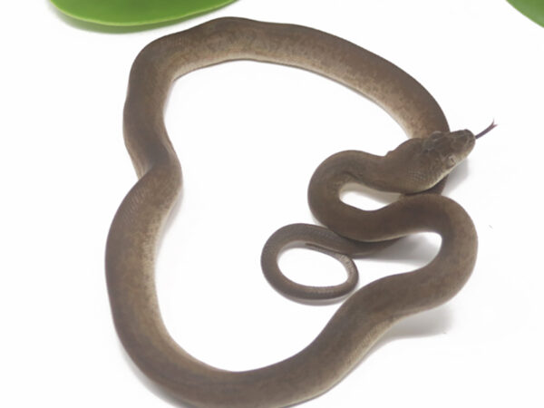 Macklot's Python (Female)