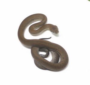 1-1B-Macklots-Python_2024_1-300x284 1-1B Macklot's Python_2024_1