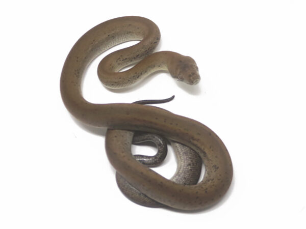 Macklot's Python (Female)