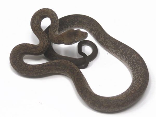 Macklot's Python (Female)