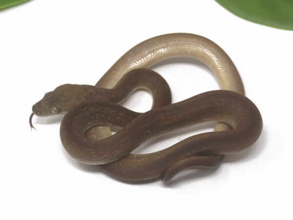 Macklot's Python (Male)